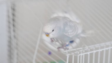 Eve tünemiş mavi papağan portresi renkli tüylerini ve cazibesini sergiliyor.