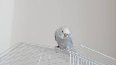 Eve tünemiş mavi papağan portresi renkli tüylerini ve cazibesini sergiliyor.