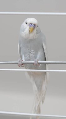 Eve tünemiş mavi papağan portresi renkli tüylerini ve cazibesini sergiliyor.