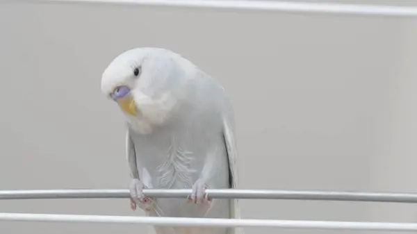 stock image a portrait of t blue parrot perched at home, showcasing its colorful feathers and charm