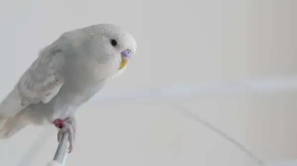 stock image a portrait of t blue parrot perched at home, showcasing its colorful feathers and charm