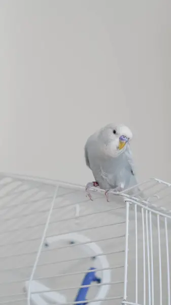 stock image a portrait of t blue parrot perched at home, showcasing its colorful feathers and charm