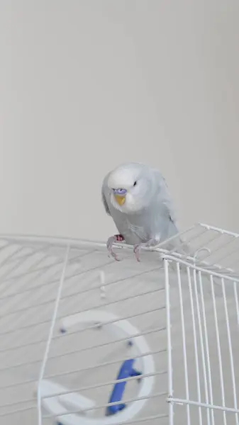 stock image a portrait of t blue parrot perched at home, showcasing its colorful feathers and charm