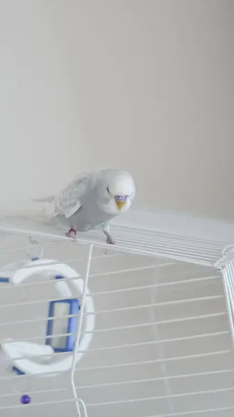 stock image a portrait of t blue parrot perched at home, showcasing its colorful feathers and charm