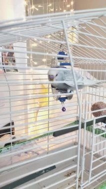 Canlı mavi bir papağan zarif bir şekilde kafesine tırmanıyor ve neşeli ruhunu gösteriyor..