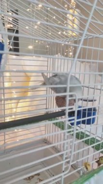 Canlı mavi bir papağan zarif bir şekilde kafesine tırmanıyor ve neşeli ruhunu gösteriyor..