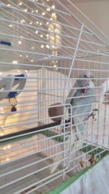 Canlı mavi bir papağan zarif bir şekilde kafesine tırmanıyor ve neşeli ruhunu gösteriyor..