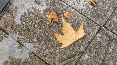 Yere saçılmış renkli sonbahar yaprakları, yağmur damlalarıyla parıldıyor. Yüksek kalite fotoğraf