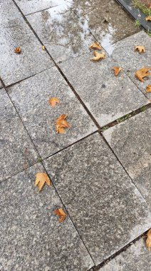 Yere saçılmış renkli sonbahar yaprakları, yağmur damlalarıyla parıldıyor. Yüksek kalite fotoğraf