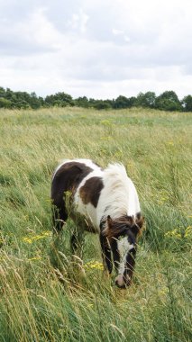 Grazing horses in a picturesque English field: serene, lush countryside view.. clipart