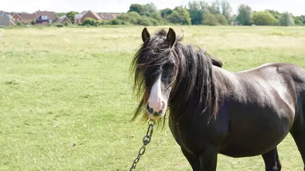 stock image Grazing horses in a picturesque English field: serene, lush countryside view..