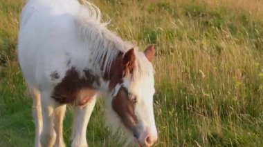 Akşamları bir çiftlikte at otlaması, çiftlik hayvanlarıyla sakin bir kırsal alan..