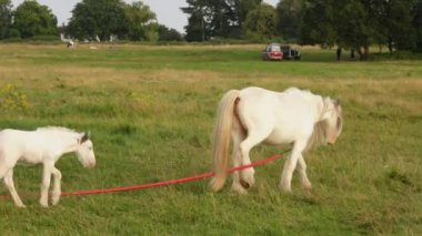 Anne at ve tay tarlada otluyor, hayvanlara annelik yapıyor ve bağ kuruyor.