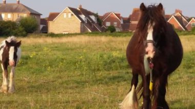 Anne at ve tay tarlada otluyor, hayvanlara annelik yapıyor ve bağ kuruyor.
