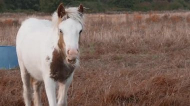  Güneşli bir tarlada dört nala koşan neşeli at, çiftlikte özgürlük ve neşeyi somutlaştırıyor.