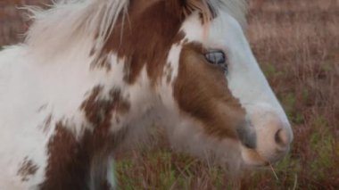  Güneşli bir tarlada dört nala koşan neşeli at, çiftlikte özgürlük ve neşeyi somutlaştırıyor.