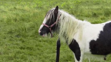  Yağmurlu bir sonbahar tarlasında tek başına otlayan bir at, yalnızlığı ve sakinliği somutlaştırıyor.