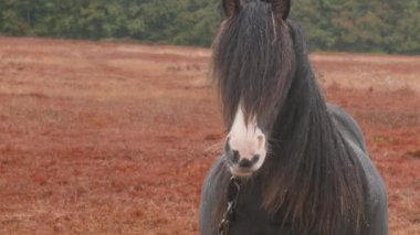  Yağmurlu bir sonbahar tarlasında tek başına otlayan bir at, yalnızlığı ve sakinliği somutlaştırıyor.