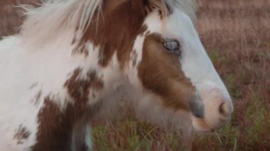  Güneşli bir alanda dört nala koşan neşeli at, çiftlikte özgürlük ve neşeyi somutlaştırıyor. Yüksek kalite 4k görüntü
