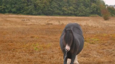  Yağmurlu bir sonbahar tarlasında tek başına otlayan bir at, yalnızlığı ve sakinliği somutlaştırıyor. Yüksek kalite 4k görüntü