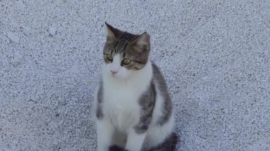Kum yığınına benzeyen başıboş bir kedi, merakla etrafa bakıyor. Yüksek kalite 4k görüntü