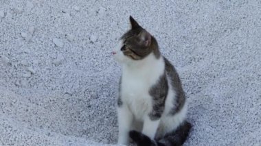 Kum yığınına benzeyen başıboş bir kedi, merakla etrafa bakıyor. Yüksek kalite 4k görüntü