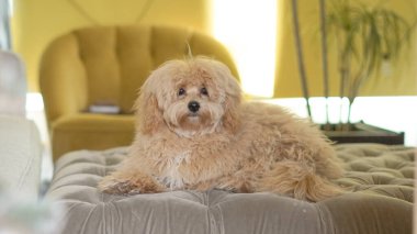 Yumuşak tüysüz bir Maltipoo köpeği rahat bir ortamda evde dinleniyor.
