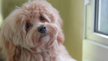 Maltipoo dog with fluffy untrimmed fur posing indoors in a casual setting clipart