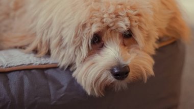 Portrait of an untrimmed Maltipoo dog indoors, capturing its natural look clipart