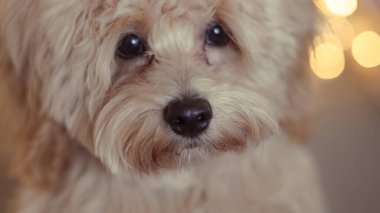 Portrait of an untrimmed Maltipoo dog indoors, capturing its natural look clipart