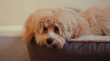 Yumuşak ve tüylü kürkünü gösteren tıraşlanmamış bir Maltipoo 'nun yakın çekimi