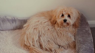 Portrait of an untrimmed Maltipoo dog indoors, capturing its natural look clipart