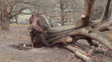 A large old tree has fallen in the park, uprooted by a fierce storm. The consequences of strong winds . clipart