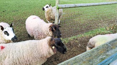 A peaceful herd of sheep resting in pens on an English farm, surrounded by greenery clipart