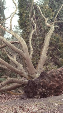 After a powerful storm, a massive tree lies fallen in the park, with roots exposed and the surrounding area littered with debris clipart