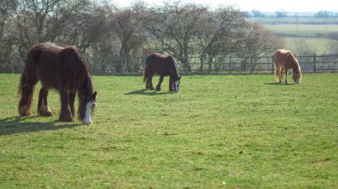 Üç at otluyor, farklı cinsleri ve türleri gösteriyor.