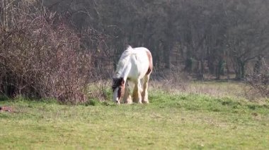 Bereketli yeşil çayır, atlar huzur içinde otluyor, huzurlu İngiliz kırsal manzarası.