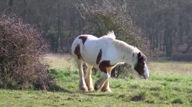Bereketli yeşil çayır, atlar huzur içinde otluyor, huzurlu İngiliz kırsal manzarası.