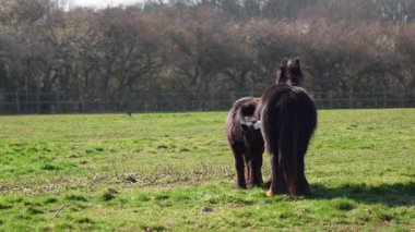Güneşli bir günde yeşil bir tarlada duran siyah bir kısrak..
