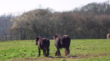 Güneşli bir günde yeşil bir tarlada duran siyah bir kısrak..