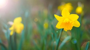 Parlak sarı nergisler ilkbaharın başlarında taze sabah çiğ taneleriyle açarlar.