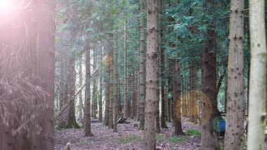 Baharın taze renkleri ormandaki yaşamın uyanışını işaret ediyor.