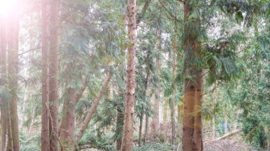 Bahar mevsiminde yemyeşil orman hayat ve temiz havayla doludur.