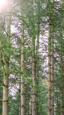 Bahar mevsiminde yemyeşil orman hayat ve temiz havayla doludur.