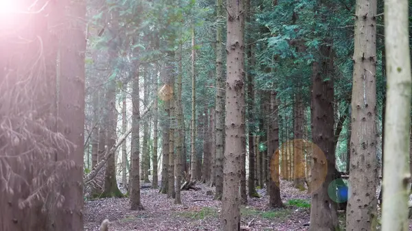 Baharın taze renkleri ormandaki yaşamın uyanışını işaret ediyor.