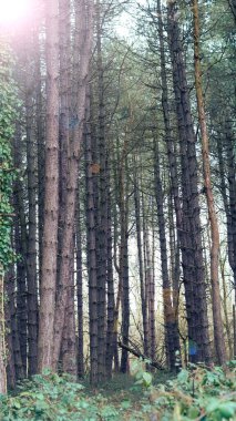 Canlı bahar ormanı sürdürülebilirliğin önemini vurgular.