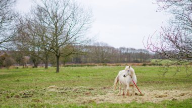 Beyaz bir at geleneksel bir İngiliz çiftliğinde duruyor, doğa ile çevrili.