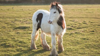 Yalnız genç bir at gün batımına bakar, yalnızlığı ve kendini keşfetmeyi yansıtır..