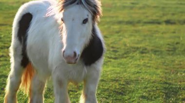 Genç bir tay, altın saatinde İngiliz çiftliğinde temiz havanın tadını çıkarıyor..
