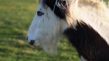 Genç bir tay, altın saatinde İngiliz çiftliğinde temiz havanın tadını çıkarıyor..